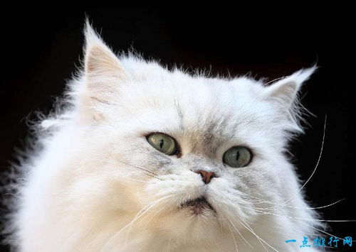 世界十大最漂亮的猫咪 第一的是波斯猫