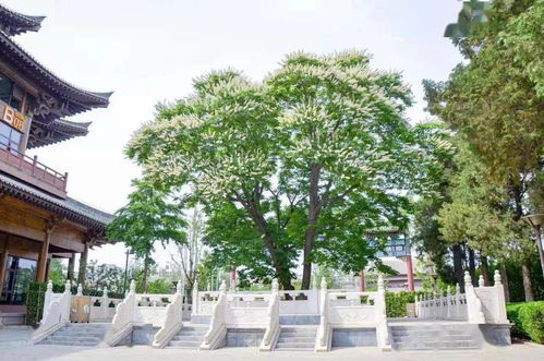 罕见300年菩提古树开花 北京市内仅此一株