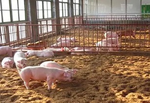 发酵床养猪技术到底好不好 发酵床养猪有哪些难点