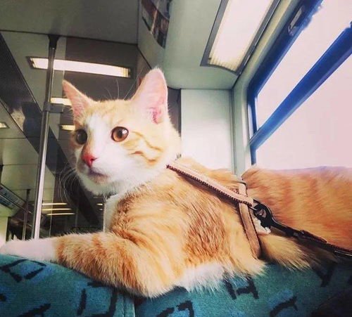 猫咪和主人一起坐地铁,不停撒娇求抱抱,网友 我酸了