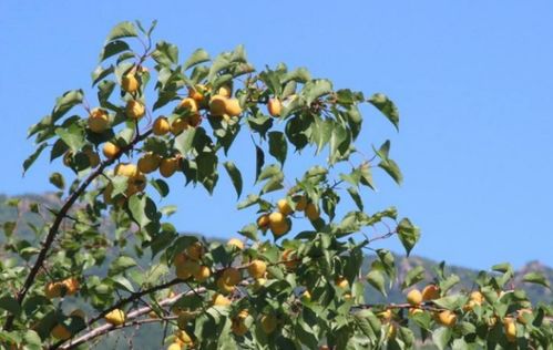 杏树的特征和特点,杏树的特征和特点