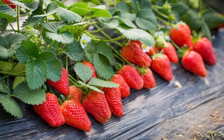 踏春寻莓,采草莓做甜品 本周六下午出发 共享 莓 好时光 