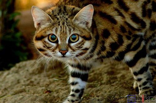 Sbike动植物百科 世界十大体型最小的猫科品种,有的不是宠物猫