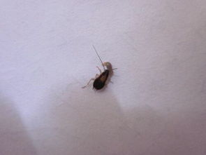 求助 家里出现的这种虫子是什么虫 厕所墙上和屋里地上都发现过,跑的很快 