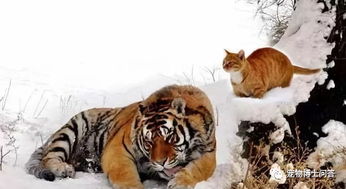 老虎也是猫科动物,那老虎看见了猫,会吃掉猫吗