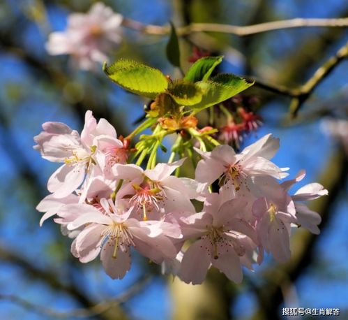 2月底,时光如水,桃花无言,3大生肖回心转意,旧情人心软回头