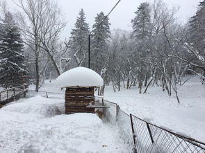 哈尔滨 雪乡 一个人的冰雪奇缘