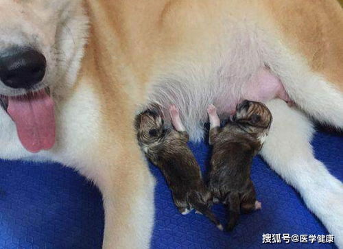 福州宠物孕事 猫咪狗狗在生产前有哪些征兆 宠物的这些动作提醒快生了