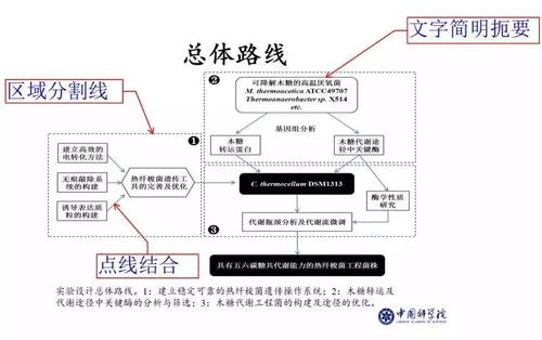 论文开题答辩查重的重要性：保障学术研究与创新的纯洁性