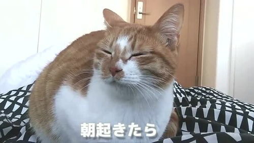 叫了半天主人都不起床,橘猫蹲在床上一脸的无奈 