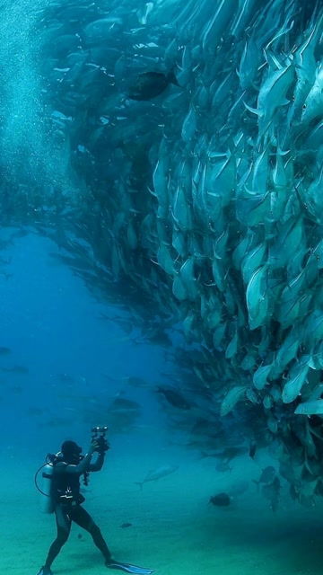 在海底看鱼群,好震撼 海底 鱼群 