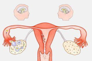 排卵期一般几天 一般女人排几天卵
