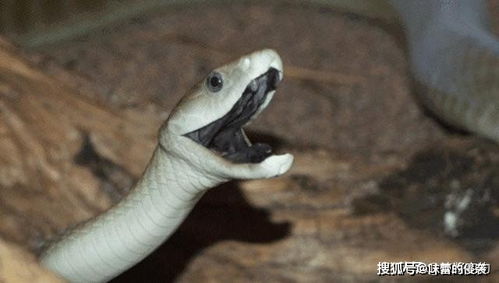 世界上的毒蛇排名,据说眼镜王蛇只能排最后,第一基本没人知道