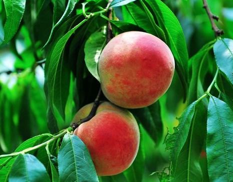 桃子是什么季节的水果,桃子是什么季节的水果