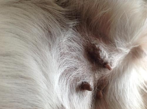 我的狗狗肚子上长了一个像肉瘤一样的东西这是怎么回事 