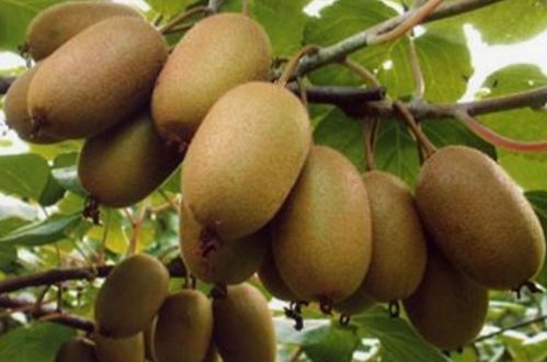 中国最好吃的猕猴桃的排名 中国猕猴桃的三大产地