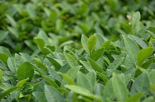 陆羽茶交所分享 奇葩的茶名,起名字一定要怪怪怪怪怪怪