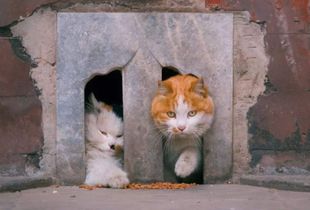 故宫为何养上百只猫 此习惯从明朝流传至今,每只都有 来历