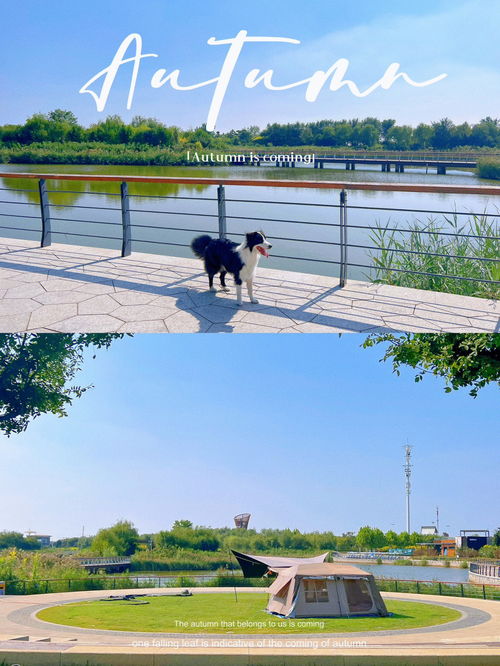 天津南堤公园 带狗遛娃的宠物友好公园 