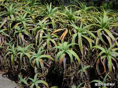 芦荟老烂根 做到这一点,想养死都难