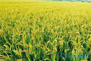 水稻绥粳18产量高吗,绥粳18水稻介绍内容是什么？