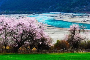 林芝直播带货公司哪家好(林芝直播带货公司排名)