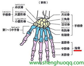 手腕骨图片大全图片 搜狗图片搜索