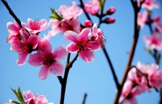 四月份桃花还有吗 清明节还可以看桃花吗