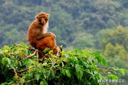 猴猴猴 无论如何别离开下面2个人,他们是你2021年的财神爷