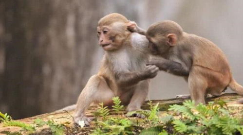 小猴子打架太霸道,母猴的教育方式太粗暴,游人看了却拍手叫好