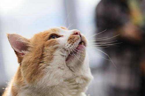 猫吃流食不拉屎