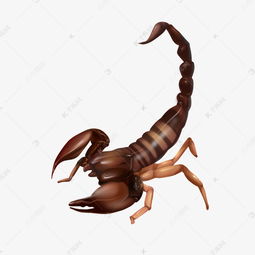 昆虫动物蝎子素材图片免费下载 千库网 