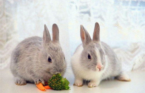适合兔子补充维生素的水果,兔子可以吃哪些水果 