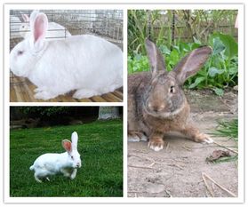 永年养100只肉兔种兔一年赚多少钱嘉祥县隆运养殖场