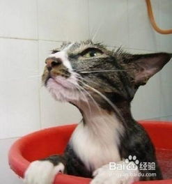 猫咪多久洗澡洗一次_多久给猫洗一次澡