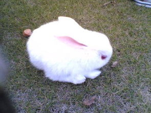 小兔子的嘴巴像什么 