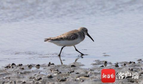 2022年海南越冬水鸟调查日记 邂逅小青脚鹬 茶话会