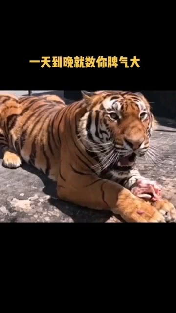 这只母老虎是个暴性子 