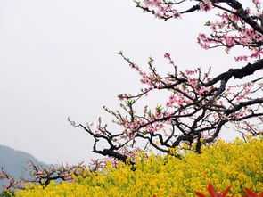 带上解释 桃花开来映山红具体是什么动物,十二生肖中，代表映山红的生肖是哪只？！