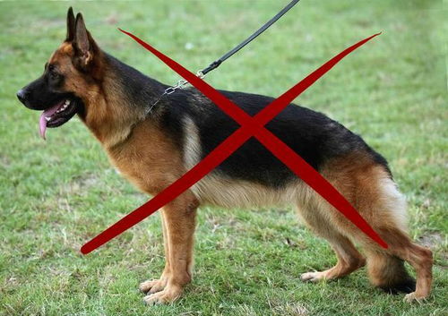 德国牧羊犬做错了什么,为什么要被禁养 