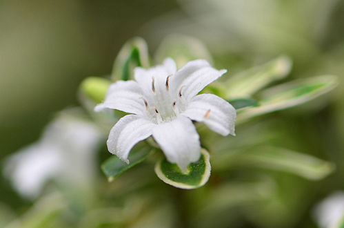 六月雪的花语 甘当配角的爱