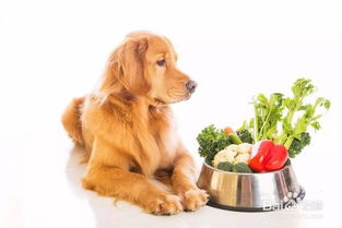 如何训练狗狗不讨要食物