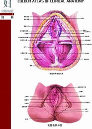 女性私密处结构名称 图片搜索