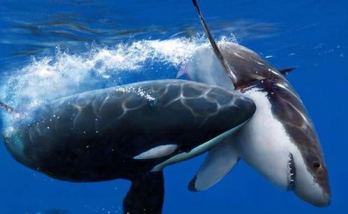 虎鲸真的是最厉害的海豚吗 它与大白鲨比谁才是 海洋霸主