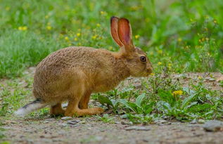野兔和家兔有什么区别