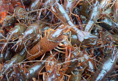 养小龙虾怎么养殖 如何养殖小龙虾，需要满足什么条件？ 