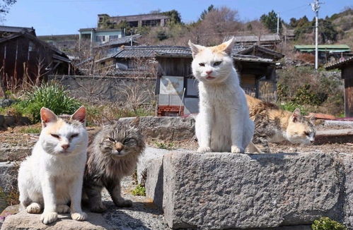 猫岛在哪里(三亚猫猫岛附近停车场免费)