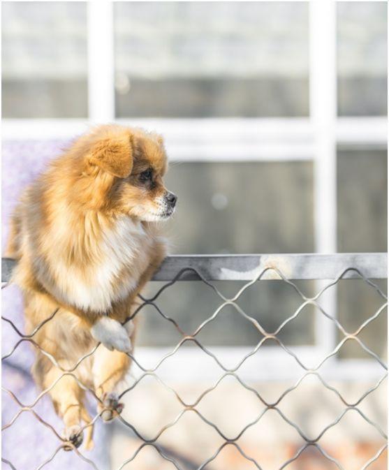 狗狗因为太调皮,被宠物救助站标签 不建议领养