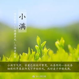 小满小满,麦粒渐满 