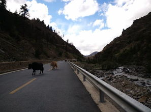 西藏旅游,过隧道的时候别人喊你,为什么不能停车